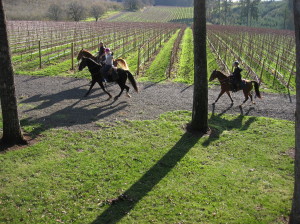 horse_ride_vineyards_vistahill